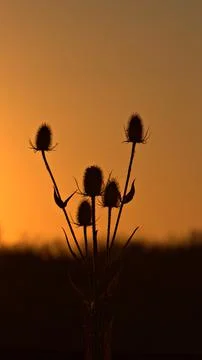 Thistles at sunset Stock Photos