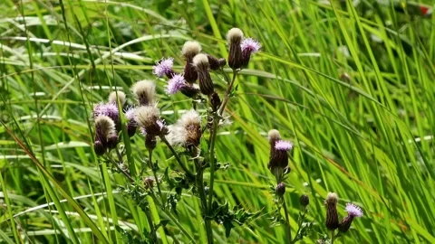 Thistles in the tall gras Stock Footage 291796490