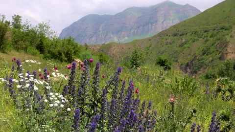 Thistles in the wind  60fps Stock Footage 157732061