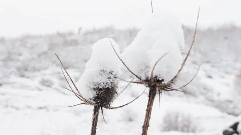 Thistles in winter Vídeo Stock 47931883
