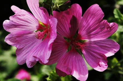 Tho pink flowers. Foto stock