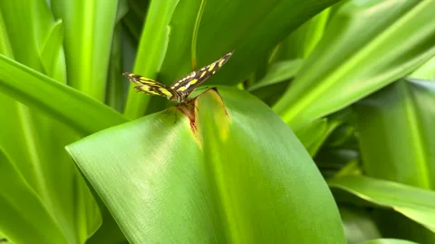 Thoas Swallowtail Butterfly Stock Footage 292615417