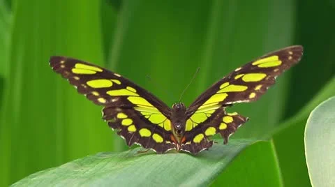 Thoas Swallowtail Stock Footage 11146612