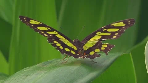 Thoas Swallowtail Stock Footage 11151020