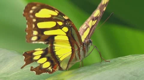 Thoas Swallowtail Stock Footage 11154554