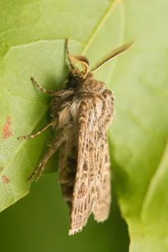 Tholera decimalis Stock Photos