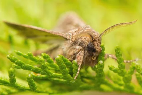 Tholera decimalis Stock Photos