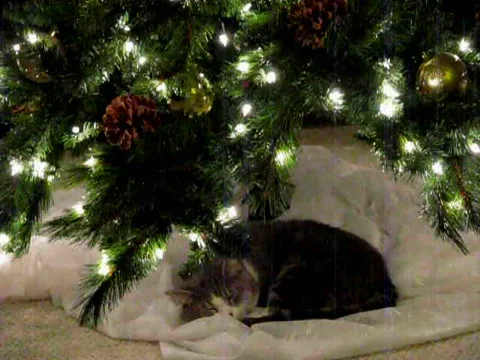 Thom Under Christmas Tree Видео 580787