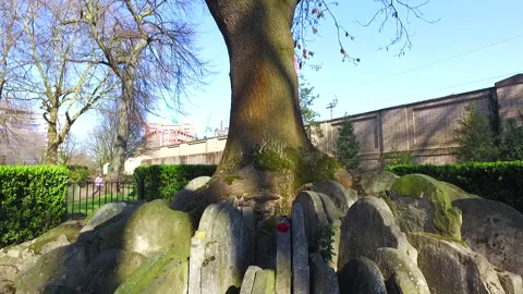 Thomas Hardy ash tree and tombstones in St. Pancras Old churchyard, London UK Vídeo Stock 168389486