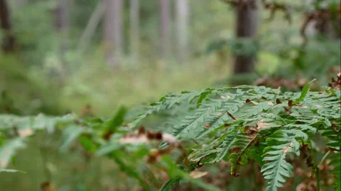 Thomas klar Stock Footage 151766488