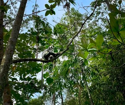 Thomas Leaf Monkey in Bukit Lawang, Sumatra, Indonesia Stock Photos