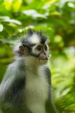Thomas' leaf monkey Stock Photos