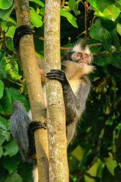Thomas leaf monkey (Presbytis thomasi) sitting in a tree in Gunung Leuser Nat Stock Photos
