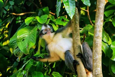 Thomas leaf monkey (Presbytis thomasi) sitting in a tree in Gunung Leuser Nat Stock Photos