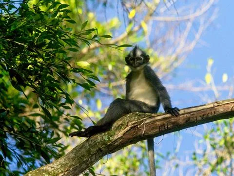 Thomas Leaf Monkey (Presbytis thomasi) sitting casually in tree Sumatra Stock Photos