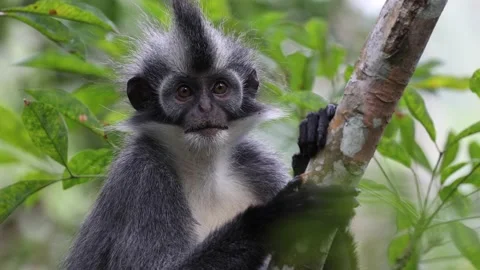 Thomas Leaf Monkey in rainforest tree looking around portrait Stock Footage 203866072