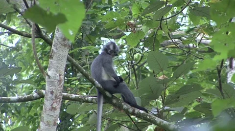 Thomas Leaf Monkey sit in lowland rainforest tree with stretched legs looking Stock Footage 56021302