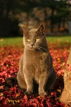 Thomas in November Light Photos