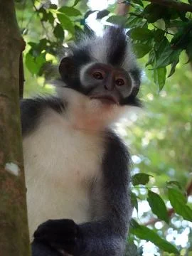 Thomas's Langur Clinging to Tree in Bukit Lawang, Indonesia Фото