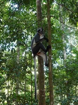 Thomas's Leaf Monkey Climbing Tree in Bukit Lawang Indonesia Fotos Stock