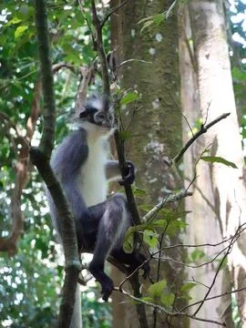 Thomas's Leaf Monkey in Rainforest Canopy Bukit Lawang Indonesia Fotos Stock