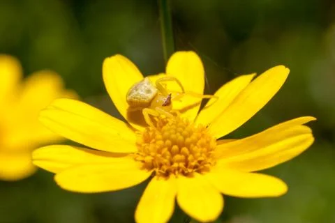 Thomisus labefactus Stock Photos