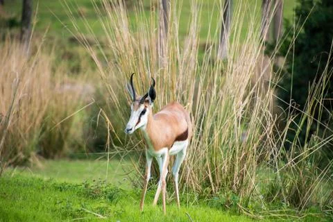 Thompson Gazelle Stock Photos
