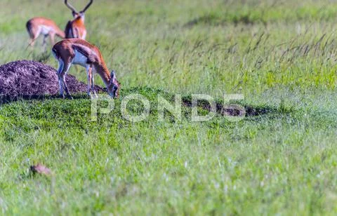 Thompson's gazelle on the masai mara national reserve, kenya Stock Photos