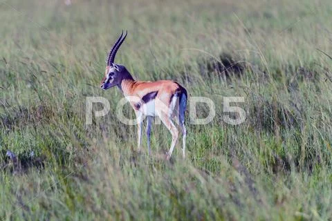 Thompson's gazelle on the masai mara national reserve, kenya Stock Photos