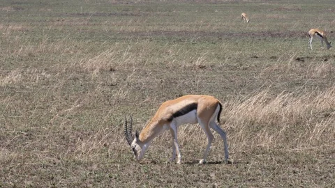 Thomson Gazelle Video stock 125531803