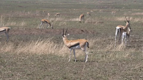 Thomson Gazelle Stock Footage 125532893