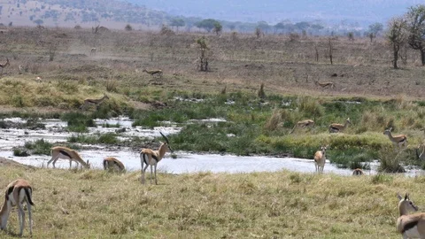 Thomson Gazelles Stock Footage 125500383