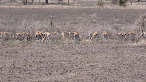 Thomson Gazelles Stock Footage 125533309