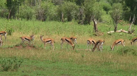 Thomson's gazelle Stock Footage 10587276