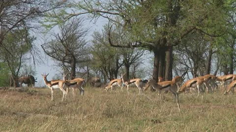 Thomson's gazelle Stock Footage 10699910