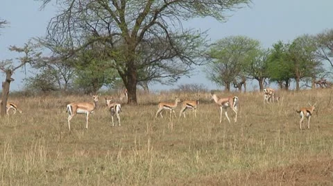 Thomson's gazelle Stock Footage 10699938