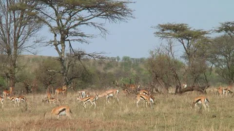 Thomson's gazelle Stock Footage 10700201