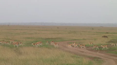 Thomson's gazelle Stock Footage 10700332