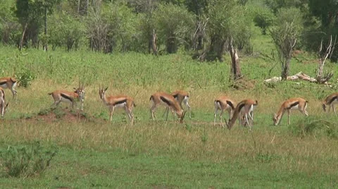 Thomson's gazelle Stock Footage 10721330