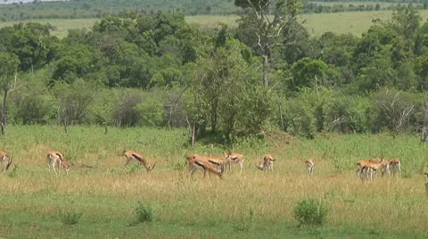 Thomson's gazelle Video stock 10721344