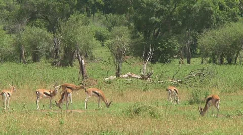 Thomson's gazelle Stock Footage 10721363