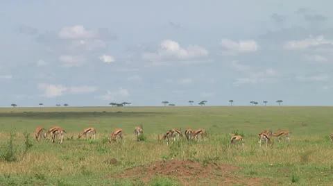 Thomson's gazelle Stock Footage 10721366