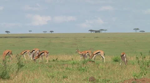 Thomson's gazelle Video stock 10721370