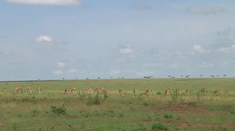 Thomson's gazelle Stock Footage 10721376