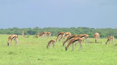 Thomson's gazelle Stock Footage 10721384