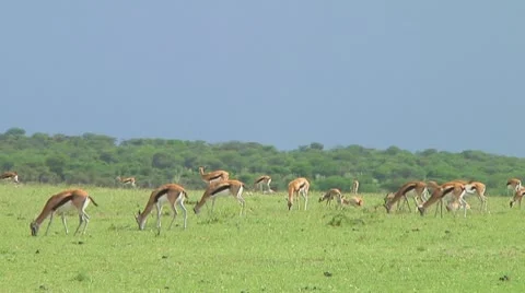 Thomson's gazelle Stock Footage 10721387