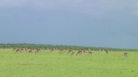 Thomson's gazelle Stock Footage 10721392