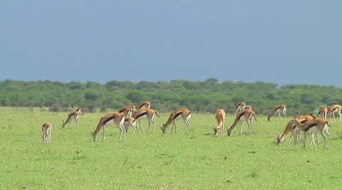 Thomson's gazelle Stock Footage 10721407