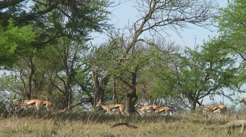 Thomson's gazelle Stock Footage 10721423