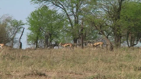 Thomson's gazelle Stock Footage 10721444